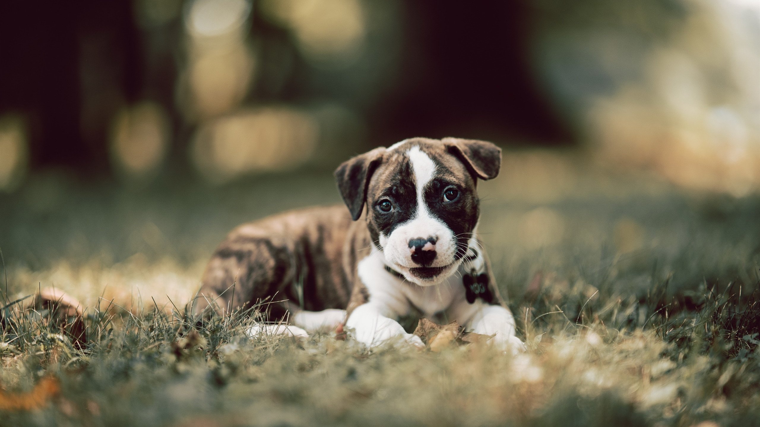 开云体育官网-逆袭的团队，孤胆的英雄，当德国战车与戴资颖的球拍共述体育真谛