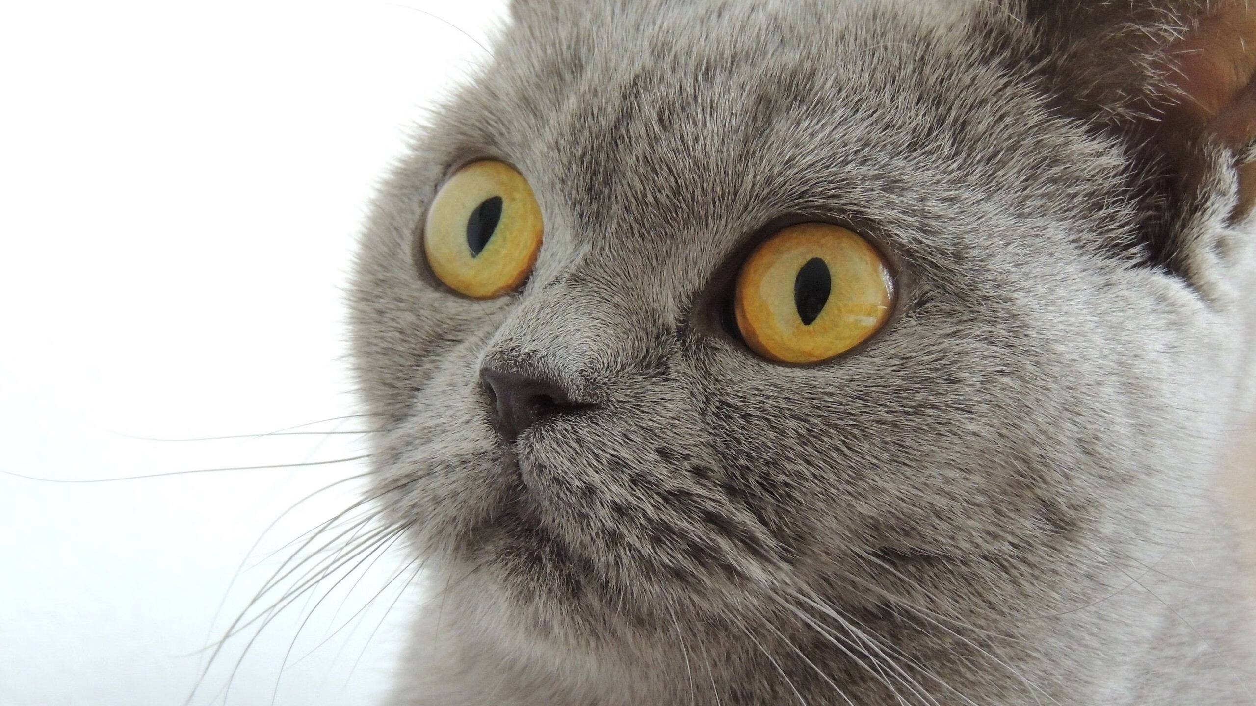 王座革命,当鲁德的火焰燃尽戴维斯杯的古老神话