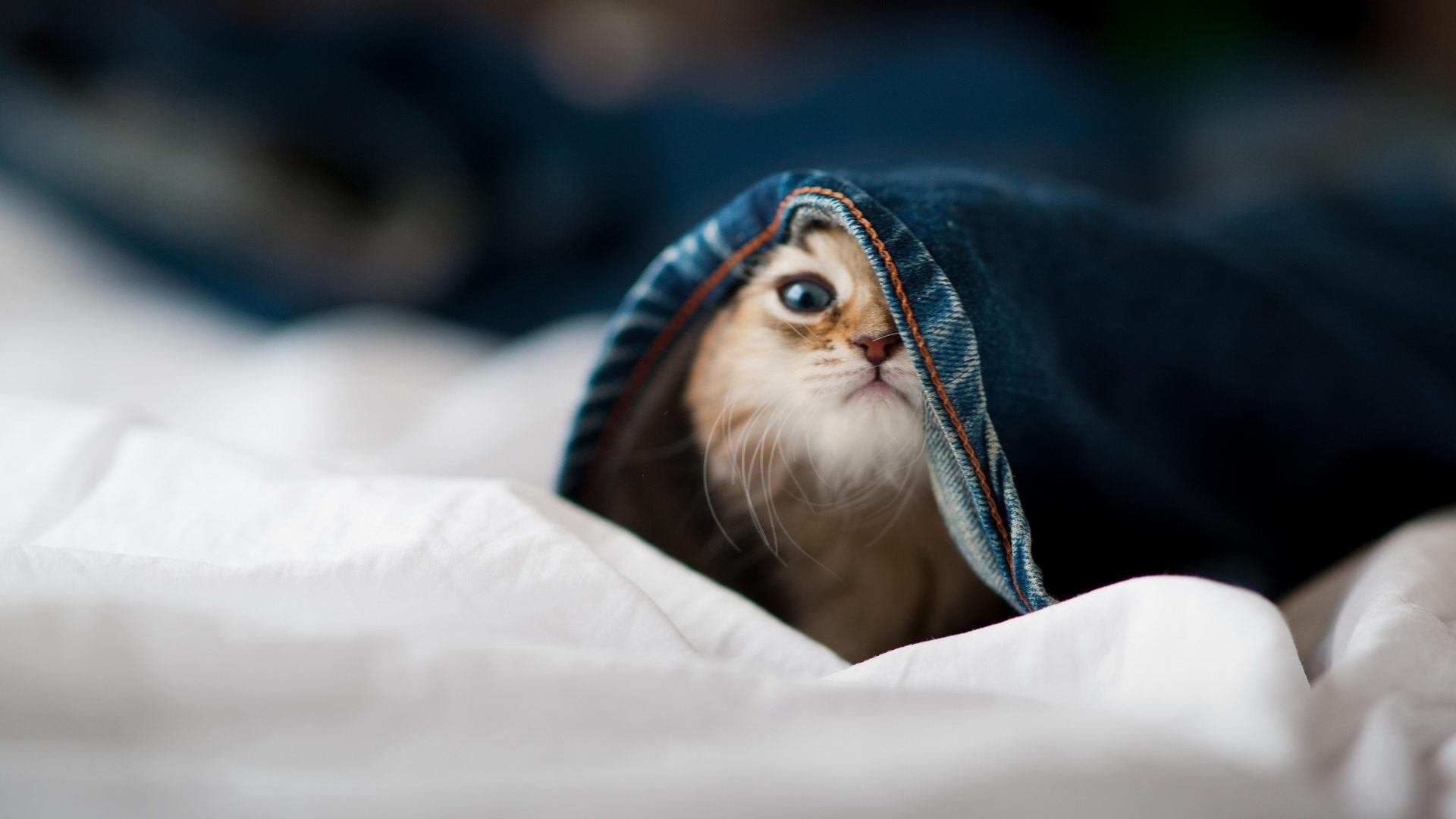 红土无声处听惊雷,辛纳的关键制胜与碾压背后的场地哲学