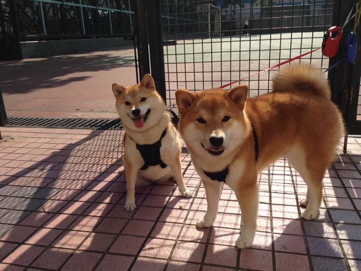 开云体育-从红土到硬地，辛纳的跨纬度征服，与一场非对称的荣耀之战