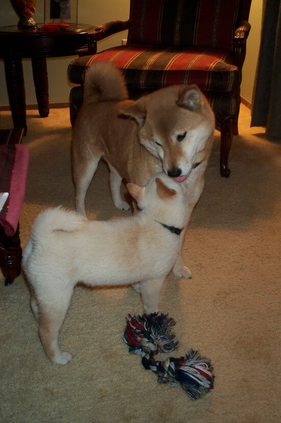 开云体育官网-梁靖崑领军奥地利俱乐部轻取韩国劲旅，乒乓球国际赛场再掀波澜