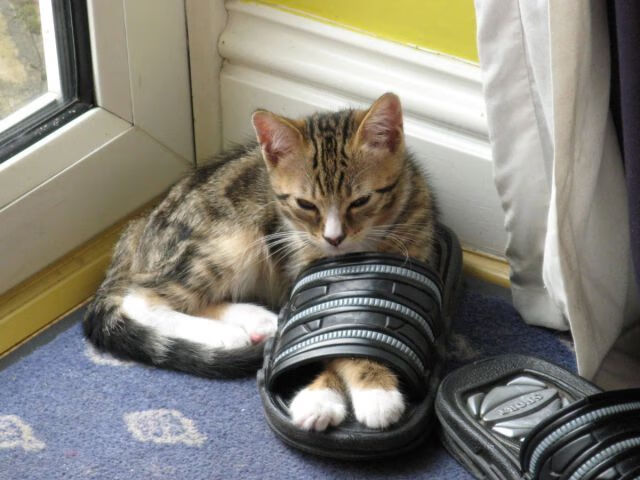 开云sport-斗兽场新王，罗德里惊艳四座引领罗马碾压式胜利