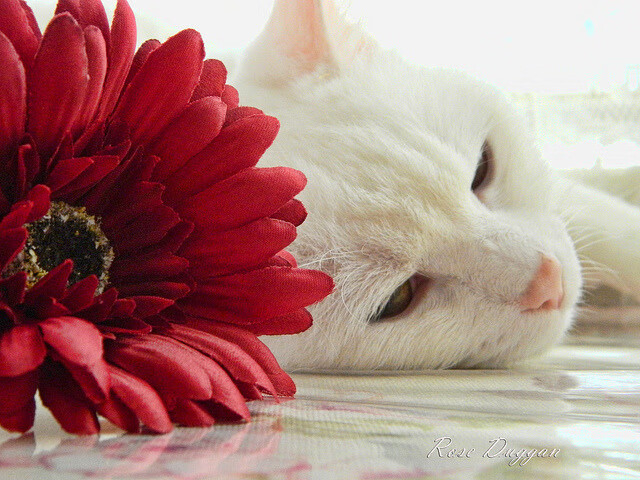 开云体育app-蓝黑奇迹夜，格列兹曼独扛大旗，国际米兰绝地逆转荷兰风暴