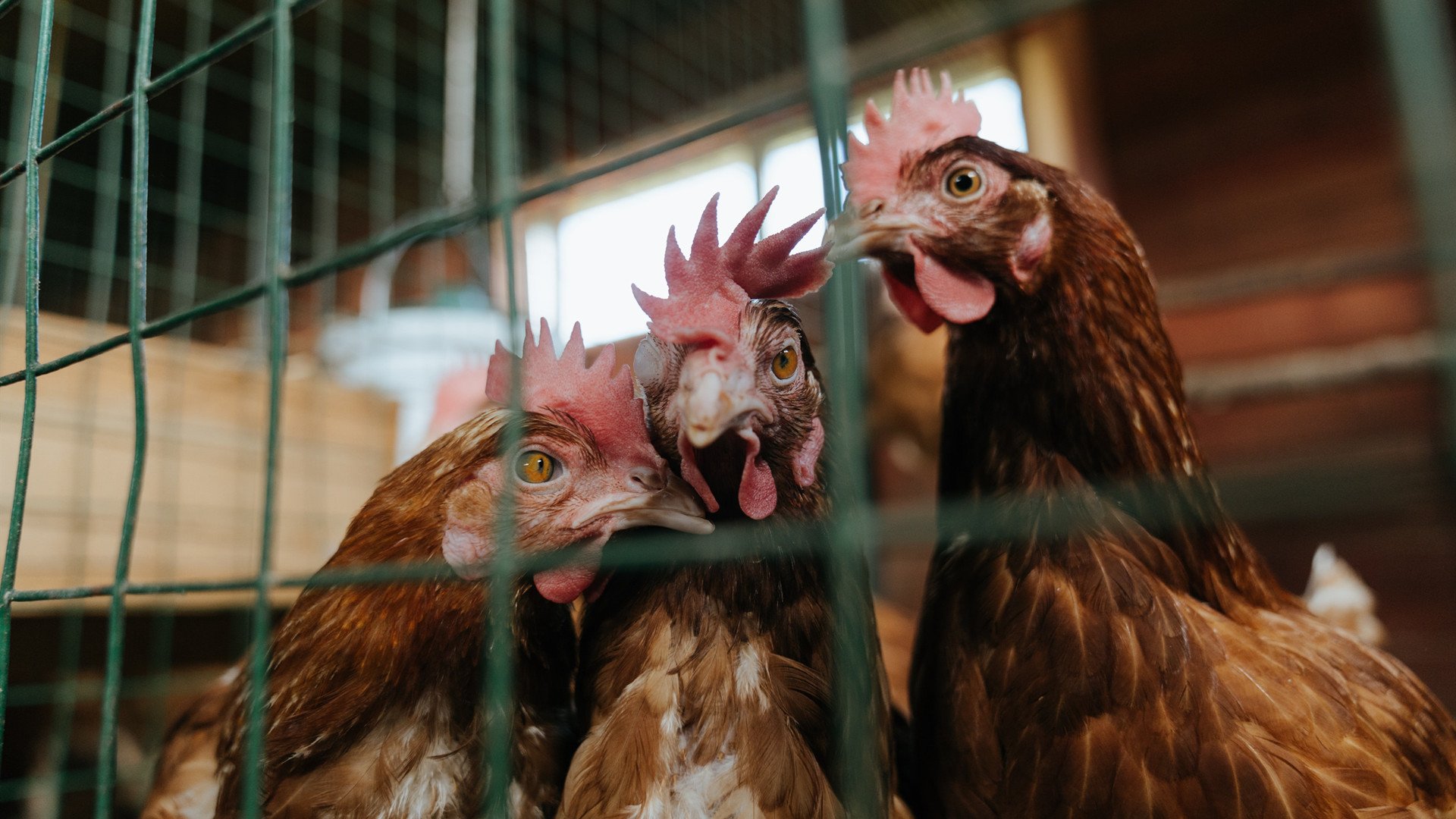 轻取年终总决赛却弃战拉沃尔杯,德约科维奇火热状态下的冰冷算计