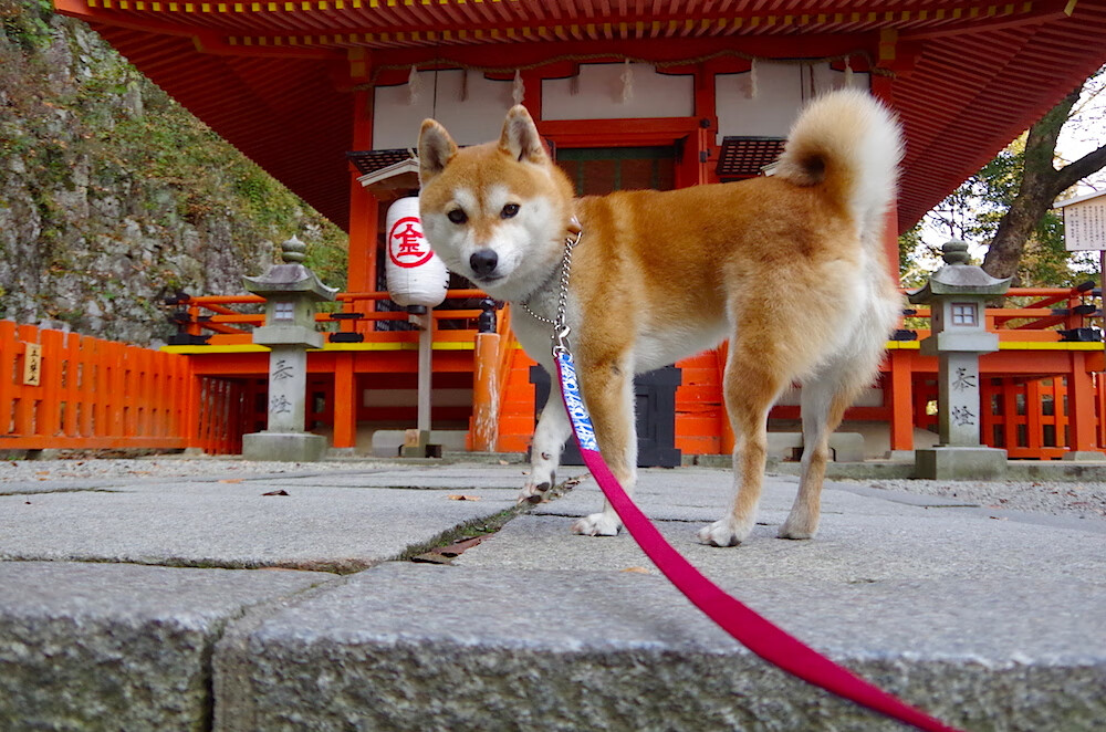 足球外交,奥利维耶超越比赛的一球,让AC米兰粉碎了怎样的伊朗?