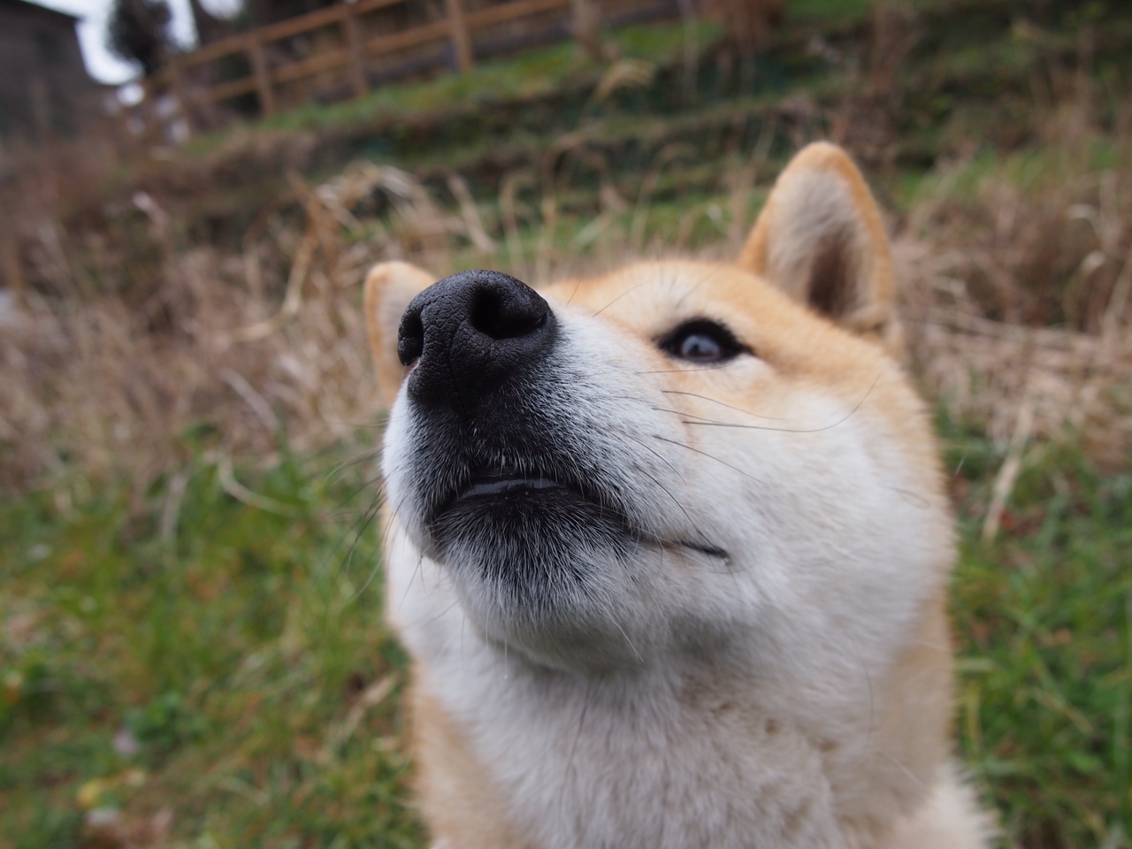 逆袭之镰，塞内加尔收割法国，卡马文加末节书写新王传说