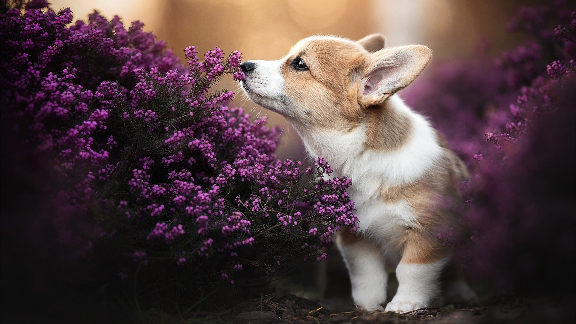 开云体育平台APP-高原雄鹰折翼维也纳，阿克七分钟让悬念坠地