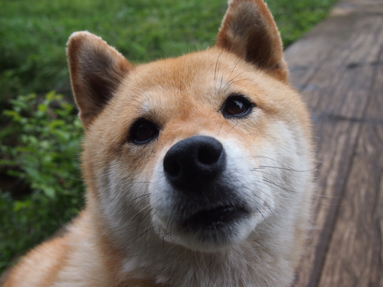 伟大与胜利，当瓦兰丘纳斯撕碎防守，约基奇用另一种语言回应世界