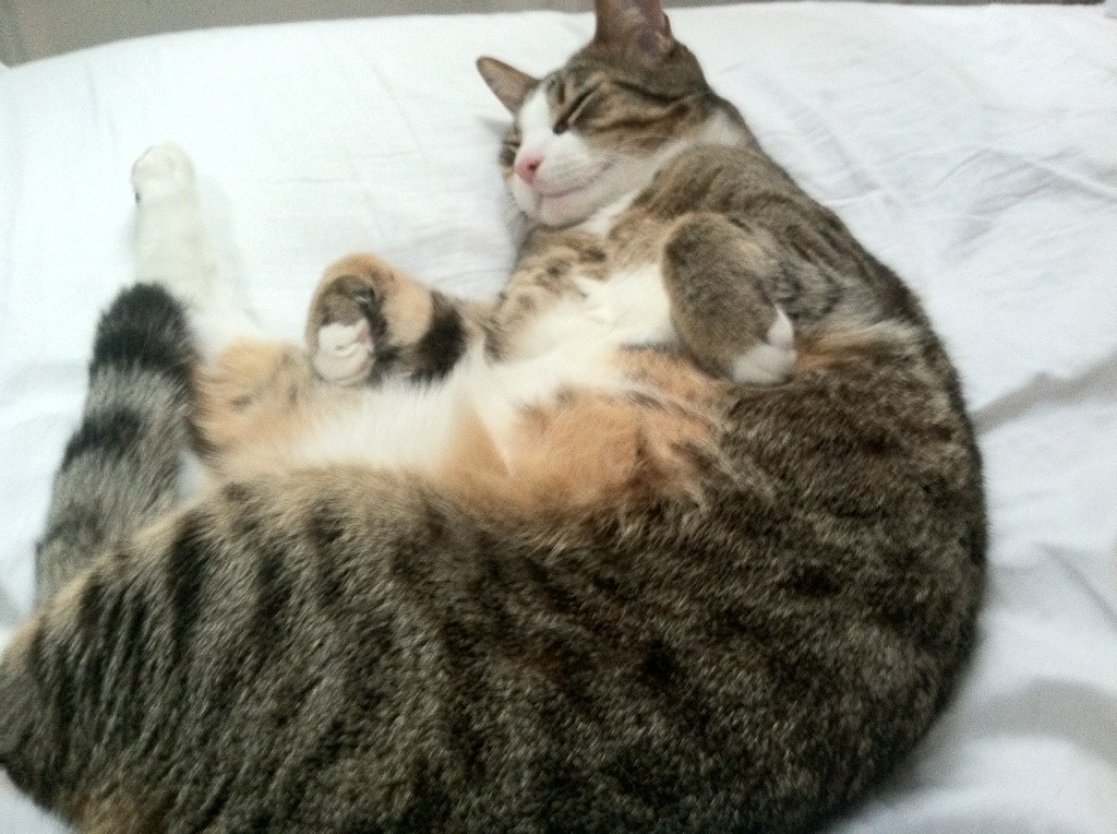 无声惊雷,卡拉斯科的欧冠救世主之夜