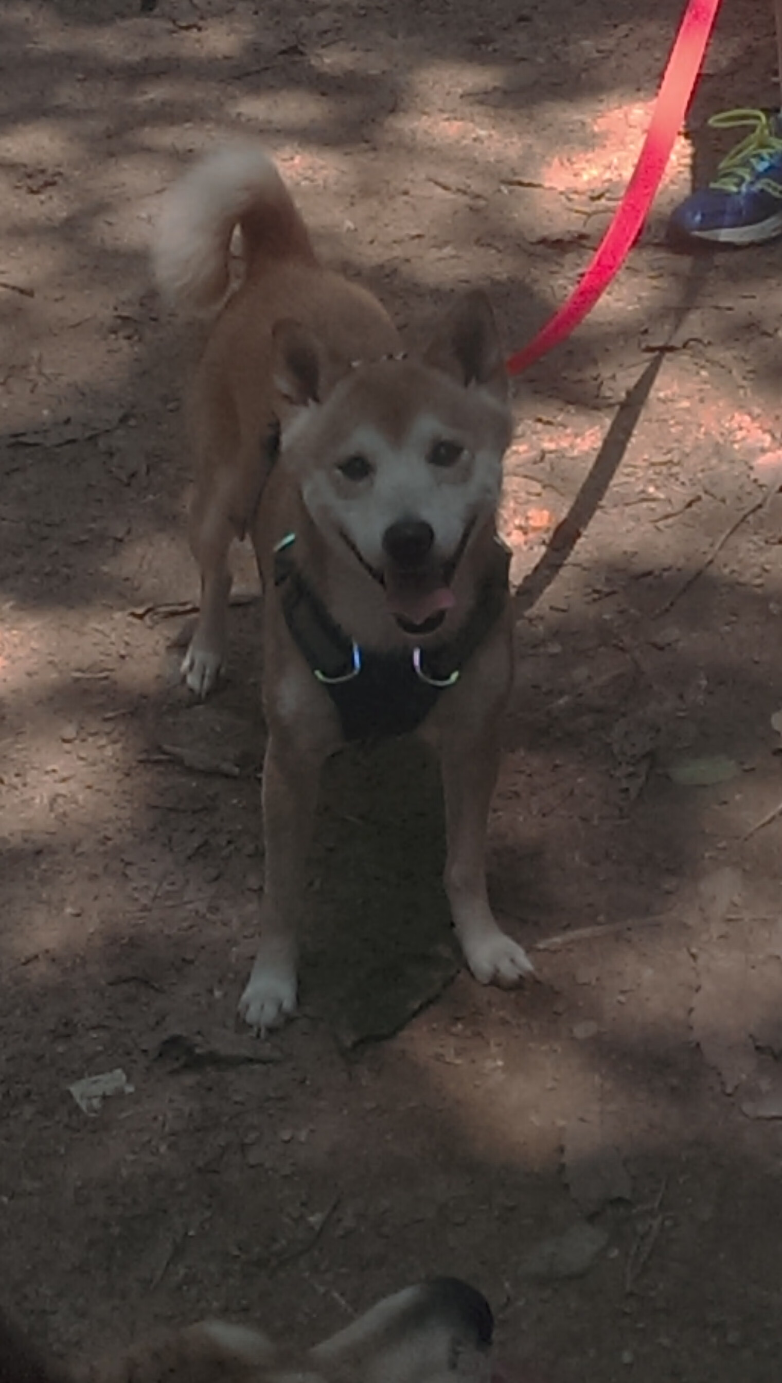 最后的桑巴,内马尔一己之力与一个国家的黄昏之战