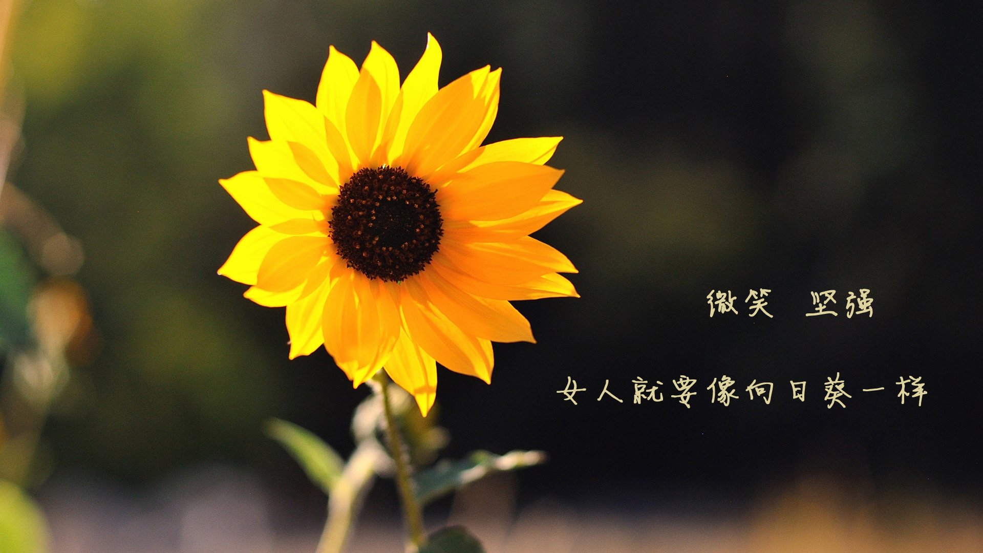 塞内加尔之佛罗伦萨，基耶萨在世界排名争夺战接管比赛