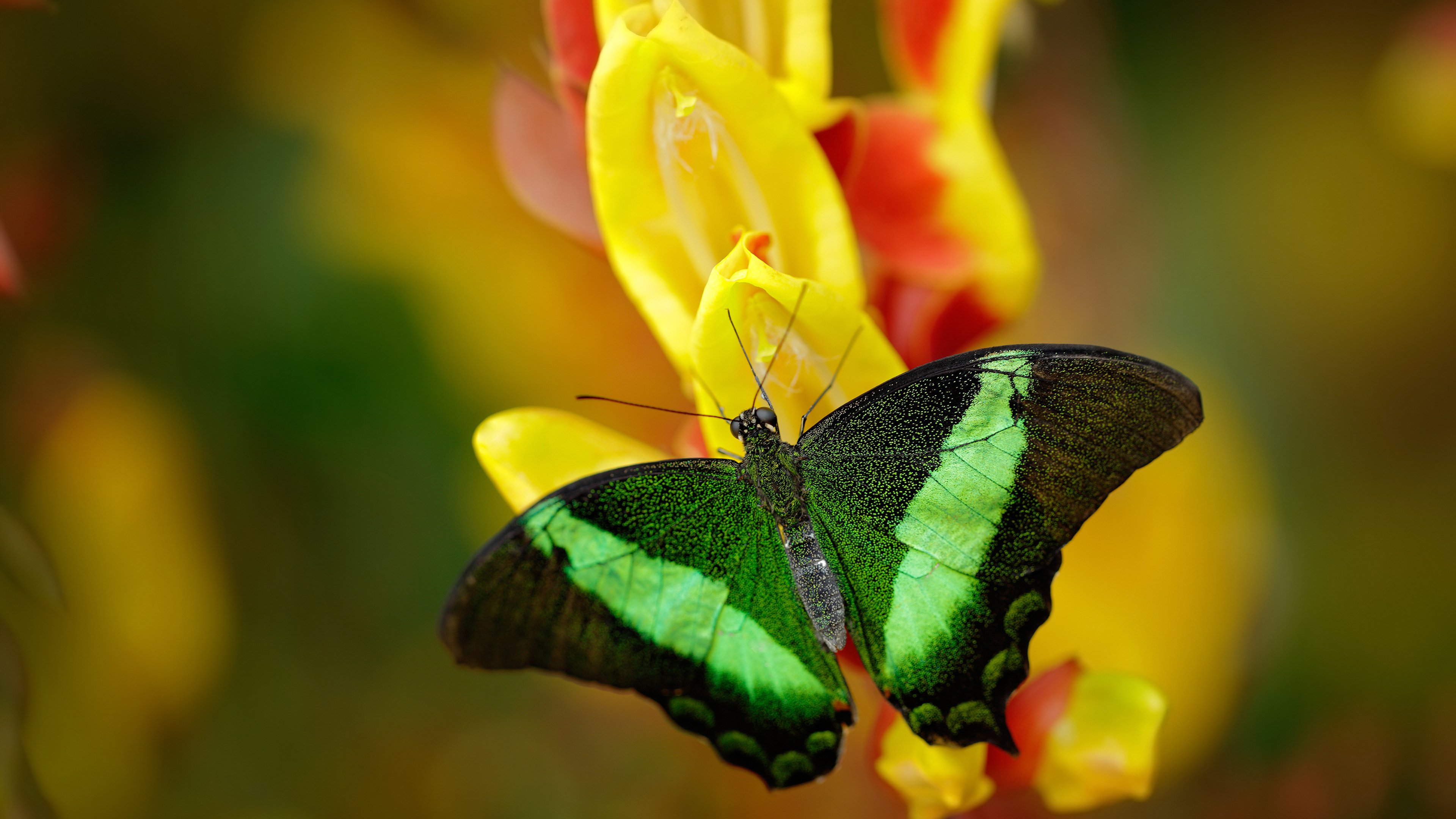 新西兰足球革命，布雷默完成生涯里程碑，韩国友谊赛引爆历史性突破