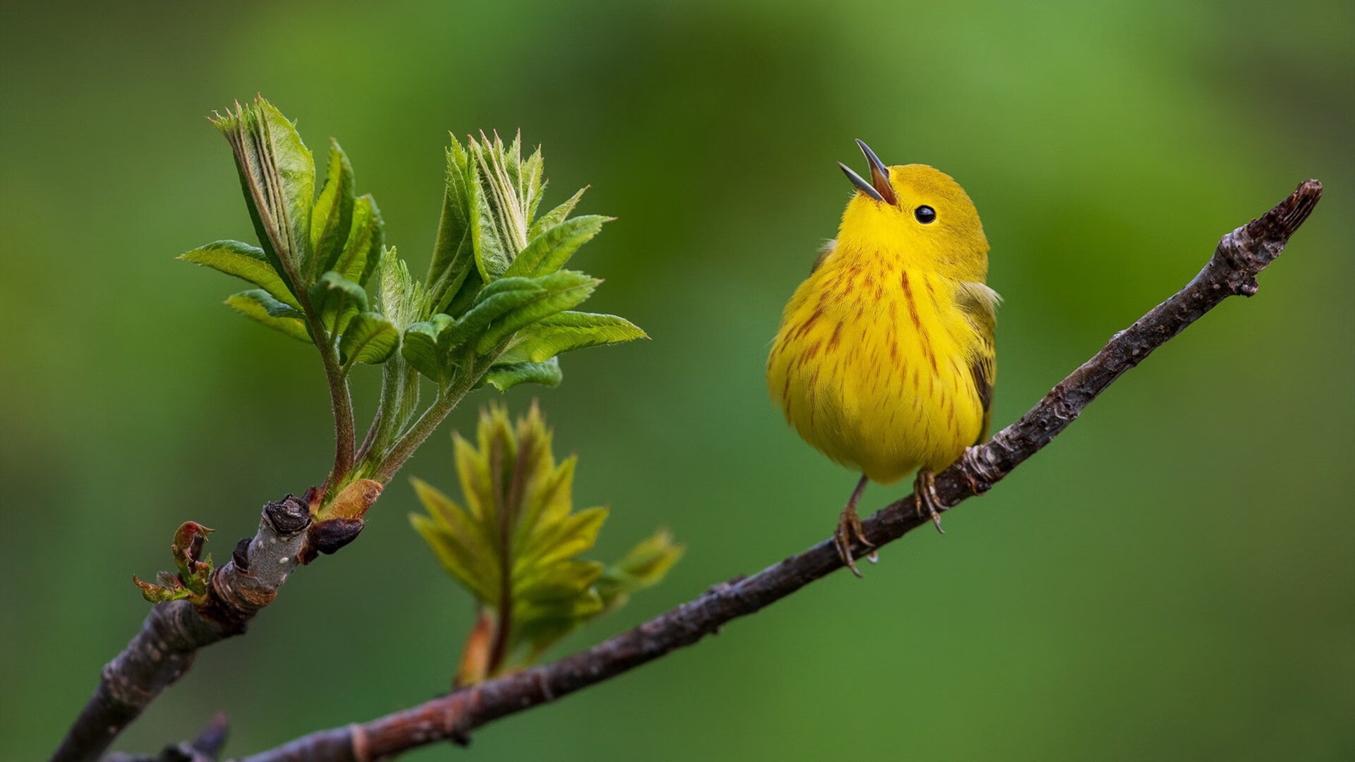 开云体育登录-绝境双雄，苏亚雷斯关键战再显锋芒，巴西生死战力克洪都拉斯