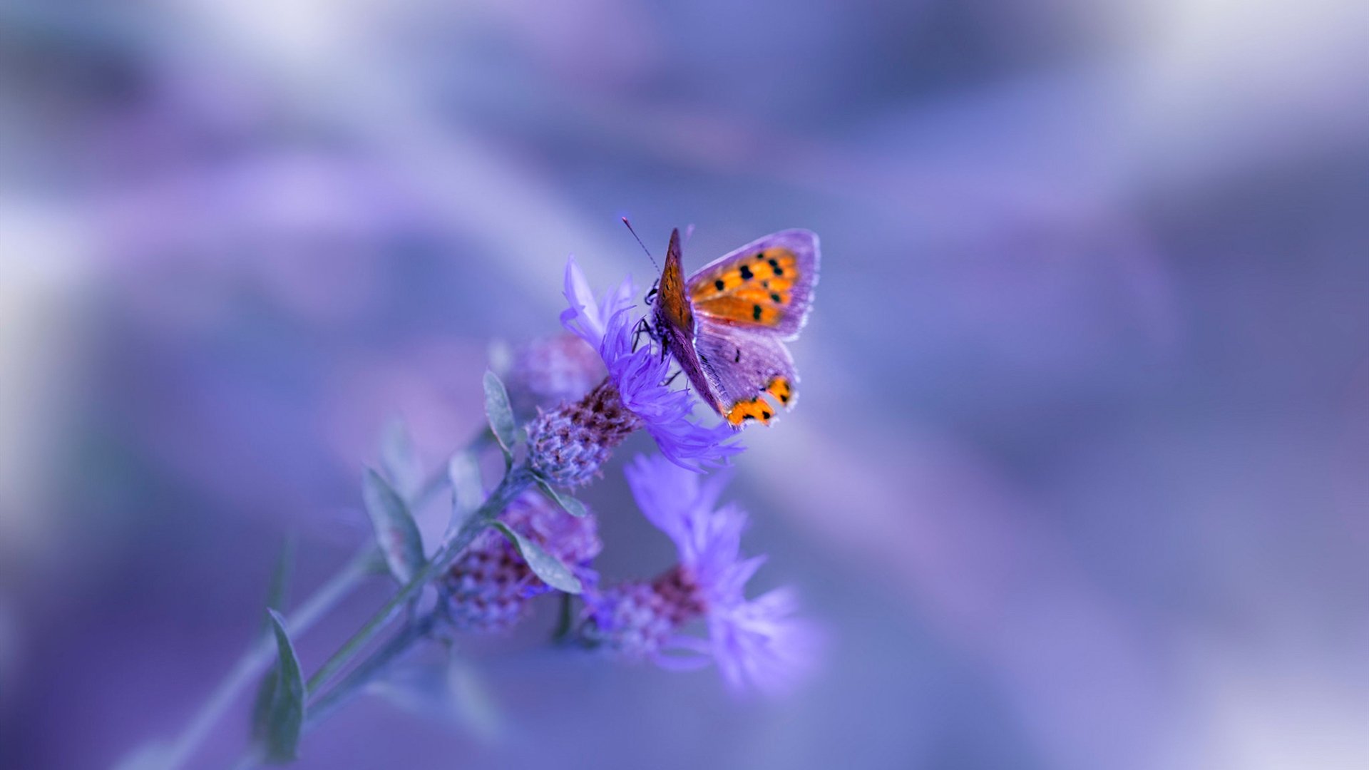 冰与火的对决，当京多安在午夜阳光下带领冰岛