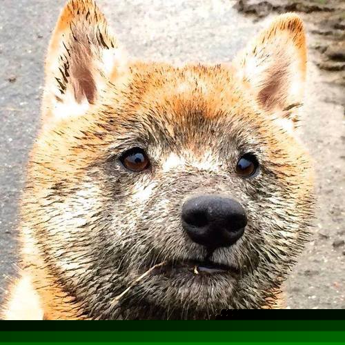 当独角兽振翅,文班亚马的统治力,是否已超越胜负本身?