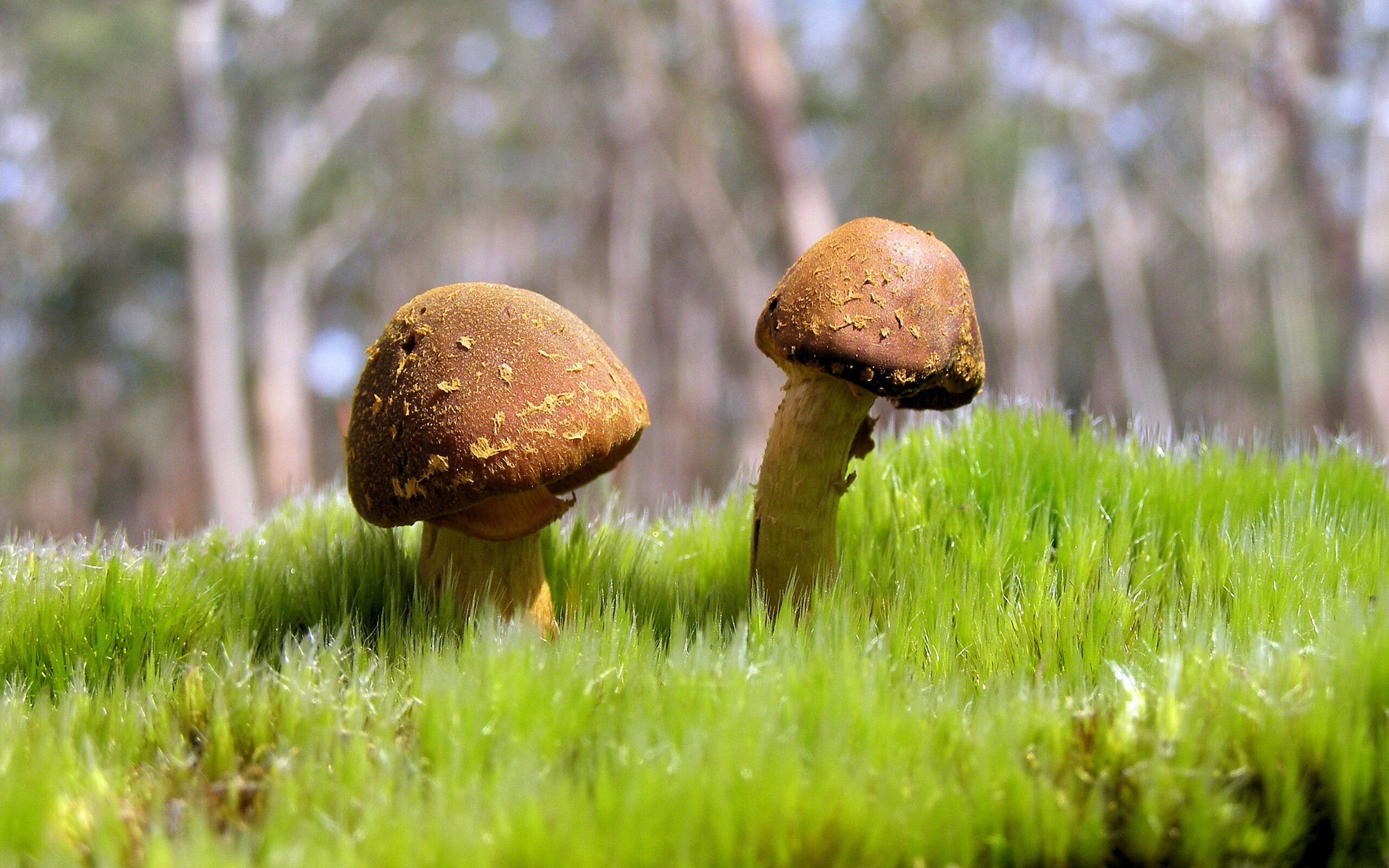 平行宇宙的终极对决，交易而来的文班亚马末节20分摧毁热火，掘金登顶新王朝