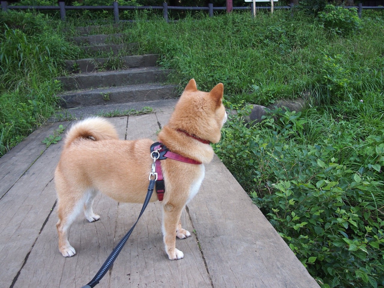 开云体育app-宿敌独行侠撕裂辽篮命脉，班凯罗赛后满分评分藏玄机