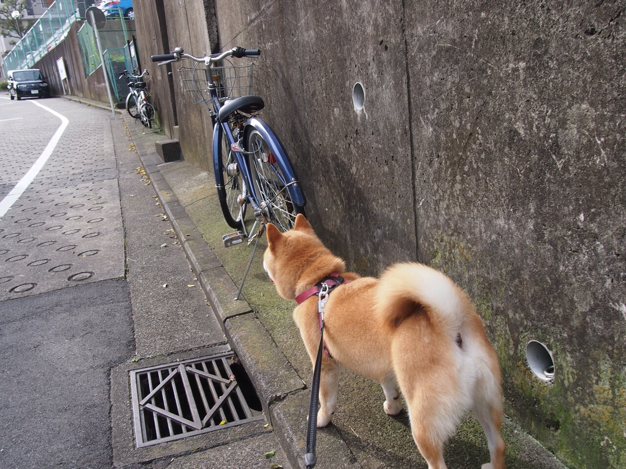 当东方巨龙撞碎字母壁垒，贝恩46分导演北京队跨洋碾压雄鹿纪实