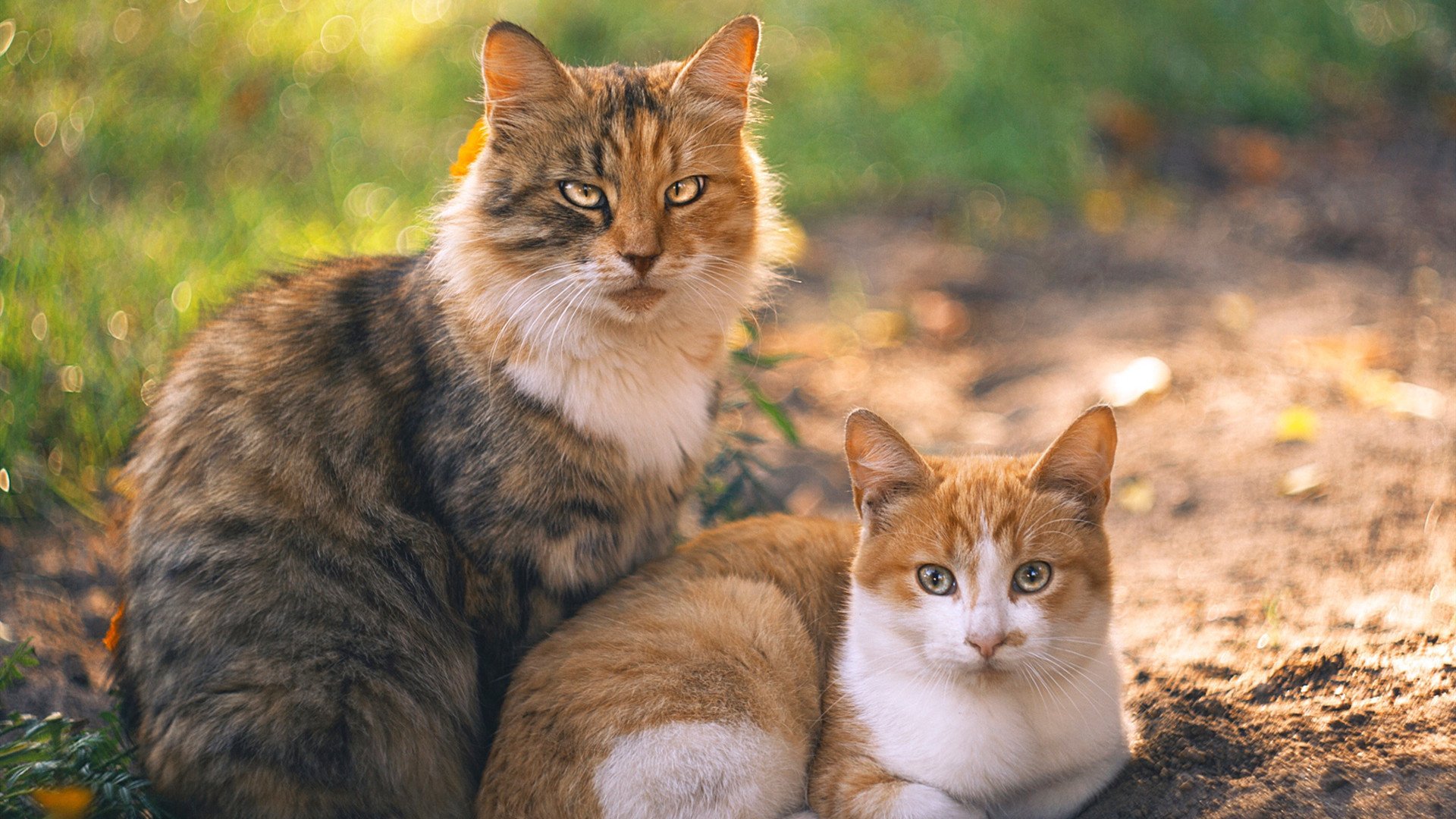 开云体育app-真正的冠军只有一条路