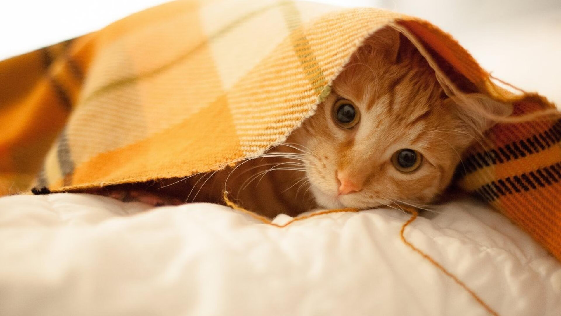 开云体育官网-年度焦点之战，阿森纳闪电速胜南非，改写足球史话