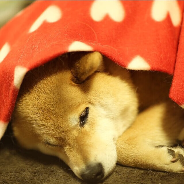 开云体育app-夜色独行，马丁内利在F1揭幕战中的孤勇与扛鼎