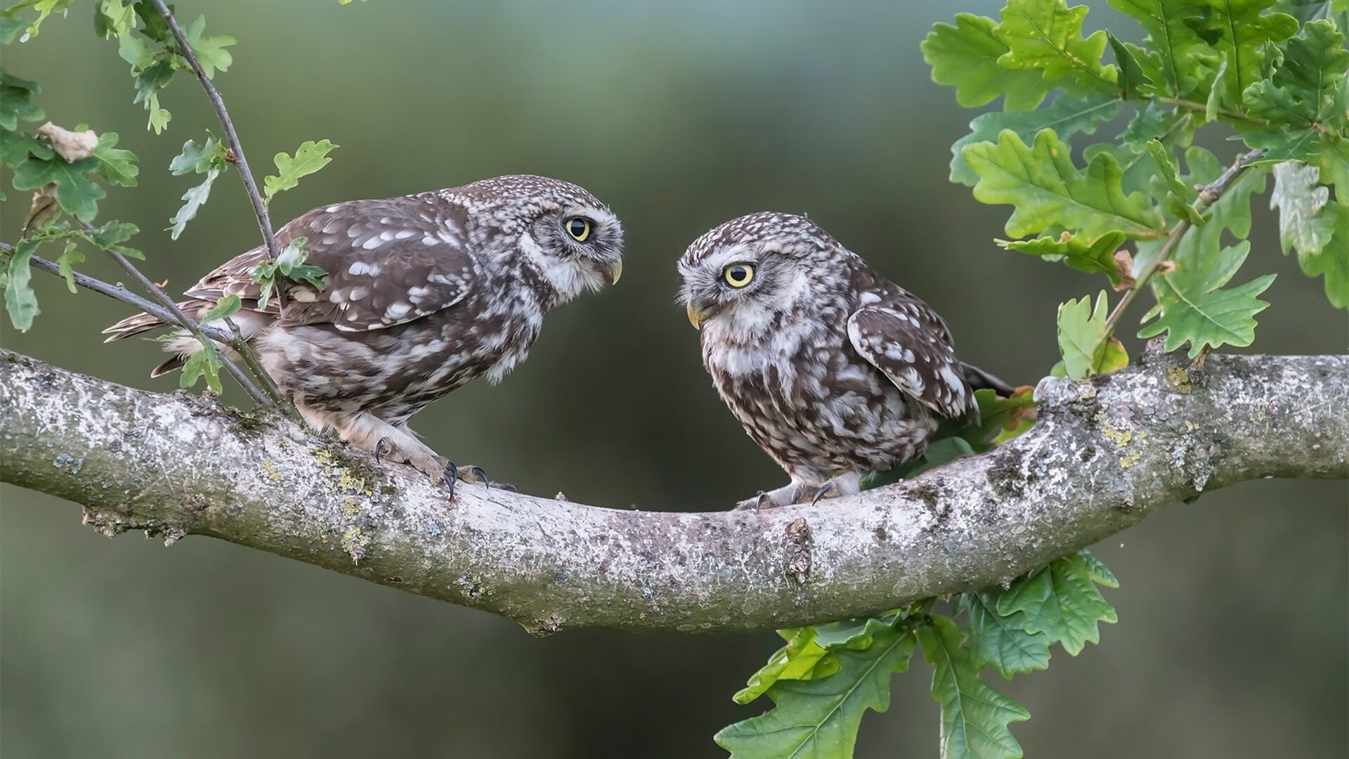 开云体育中国-小城奇迹与巨人杀手，足球世界中的非豪门哲学