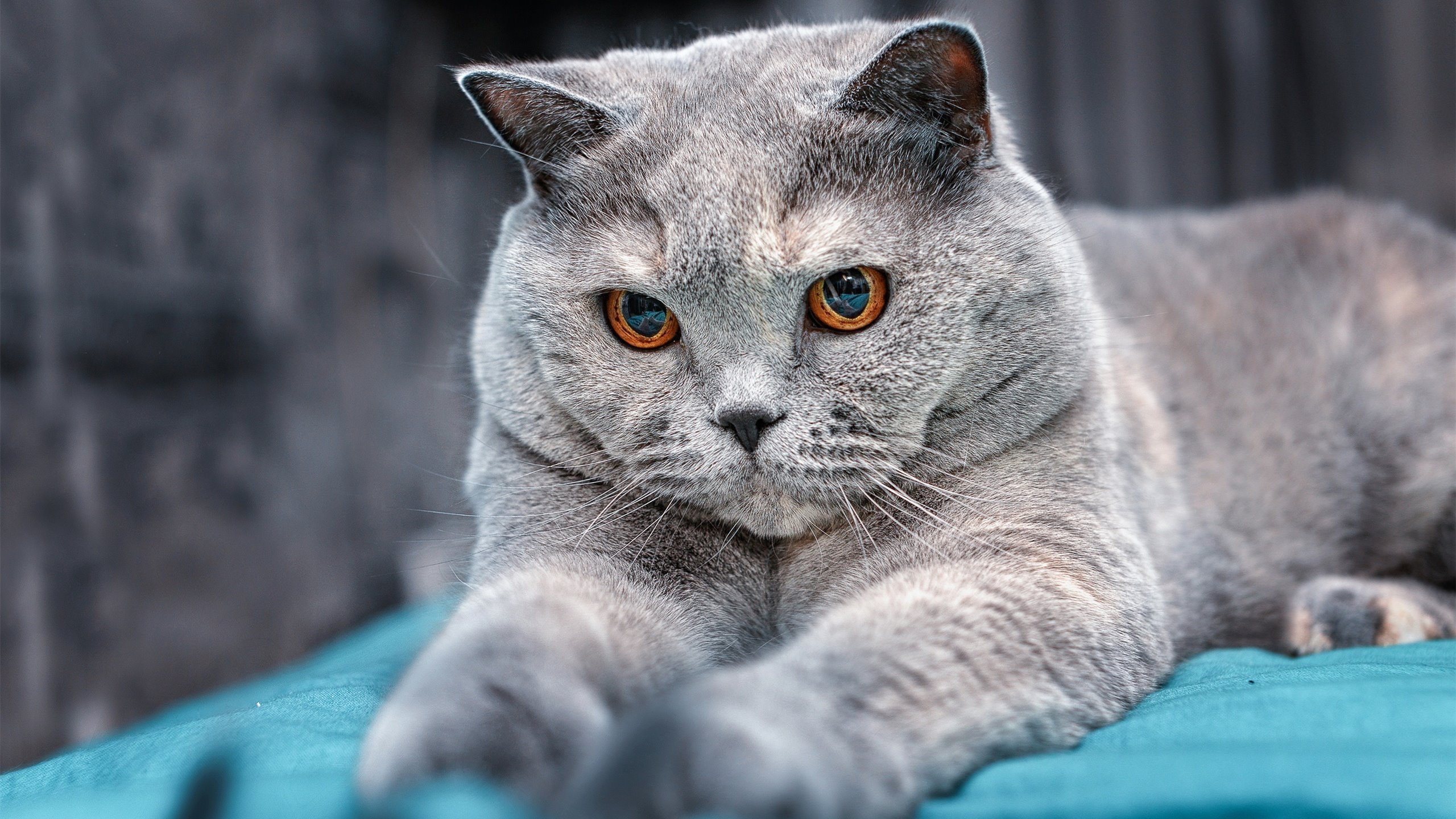 铁索横江，掘金的防守网为何能让浙江窒息，而莫兰特的光芒为何在聚光灯下更加璀璨？