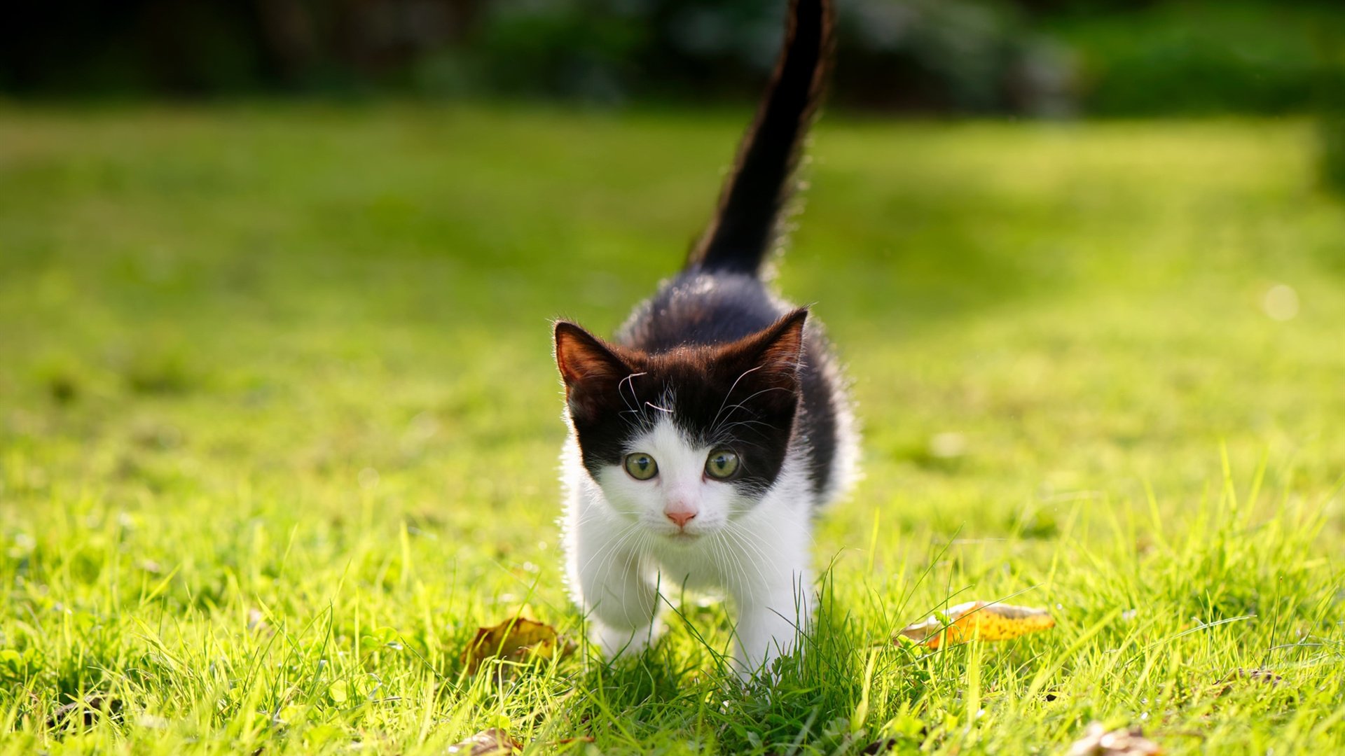 开云体育app-橙衣幽灵破棋局，加克波如何以异乡人之姿，在克罗地亚与塞维利亚的百年恩怨中写下唯一注脚