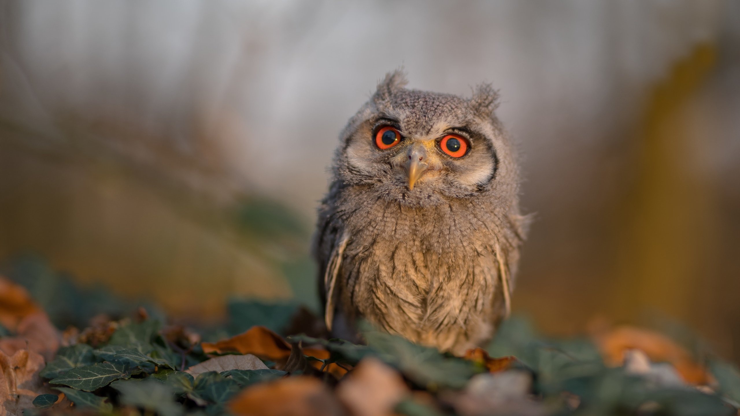 开云体育app-双城记，哈登改写时代之战，篮网东方远征征服三晋