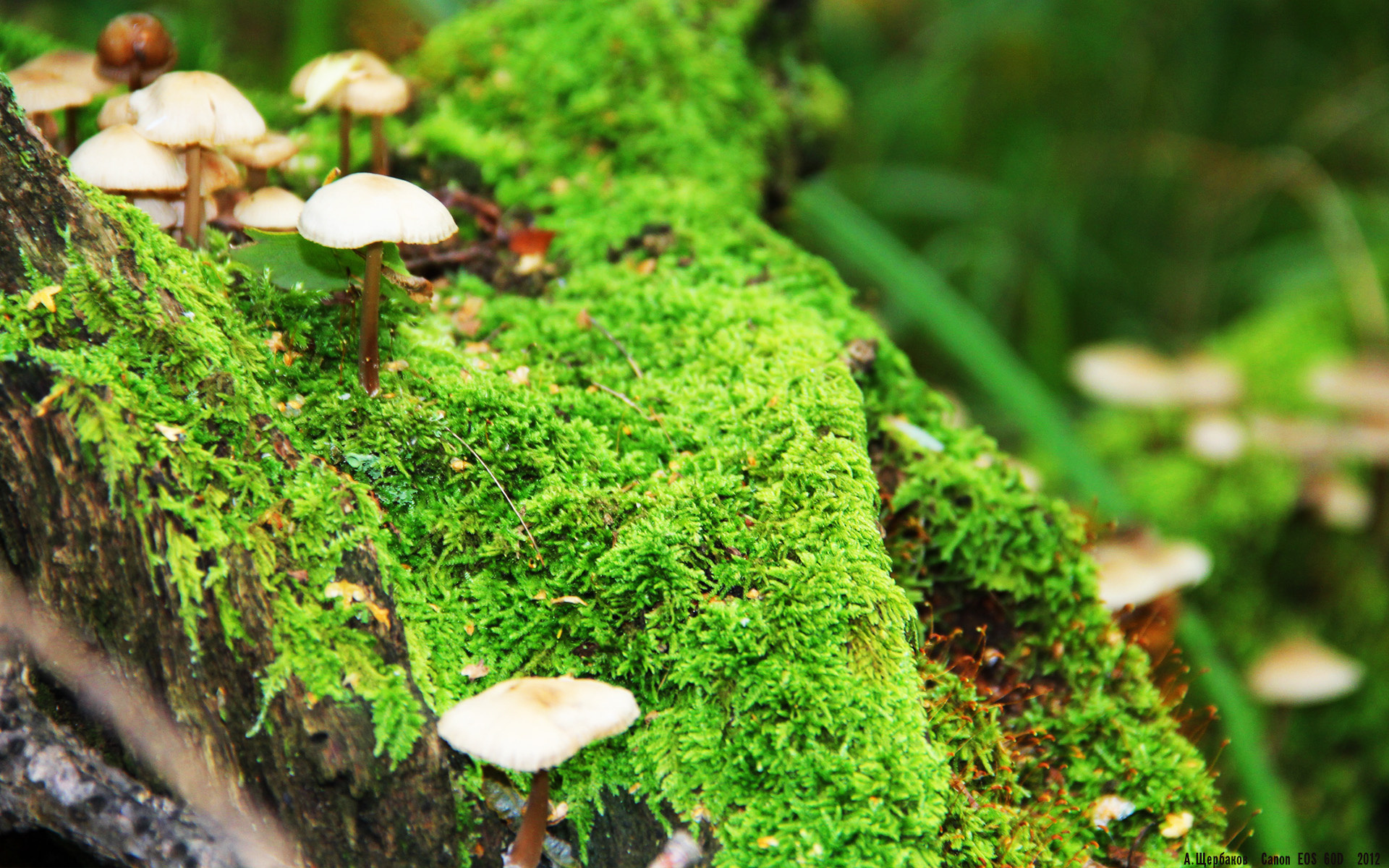 开云体育-刀尖上的诗人，欧冠决赛之夜，努涅斯关键回合不手软