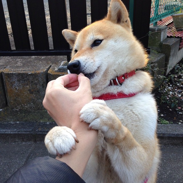 肌肉浇筑的胜利，西决生死夜，锡安-威廉森用持续杀伤撕开卫冕之路