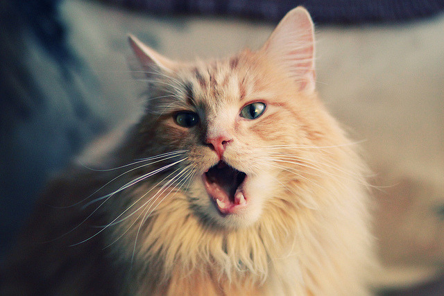 穿越时光的火焰，当纳什的太阳遇上詹姆斯的意志，谁定义了篮球的关键时刻？